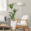 Palma kentia/howea (Howea) 90-100cm