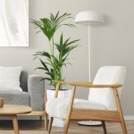 Palma kentia/howea (Howea) 100cm