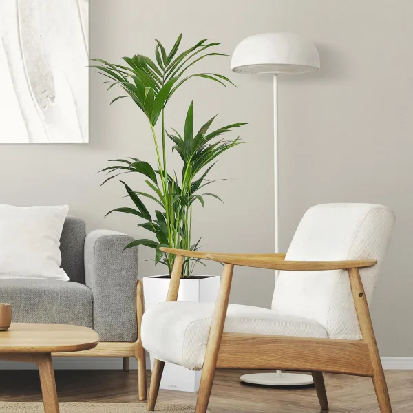 Palma kentia/howea (Howea) 100cm