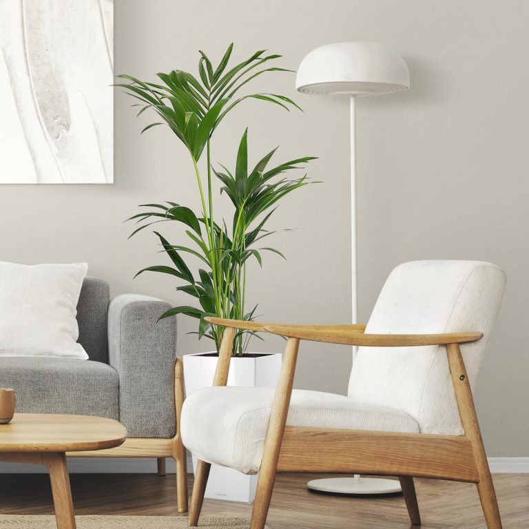 Palma kentia/howea (Howea) 100cm