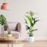 Palma kentia/howea (Howea) 100cm