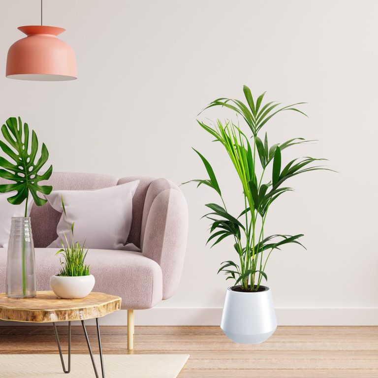 Palma kentia/howea (Howea) 100cm