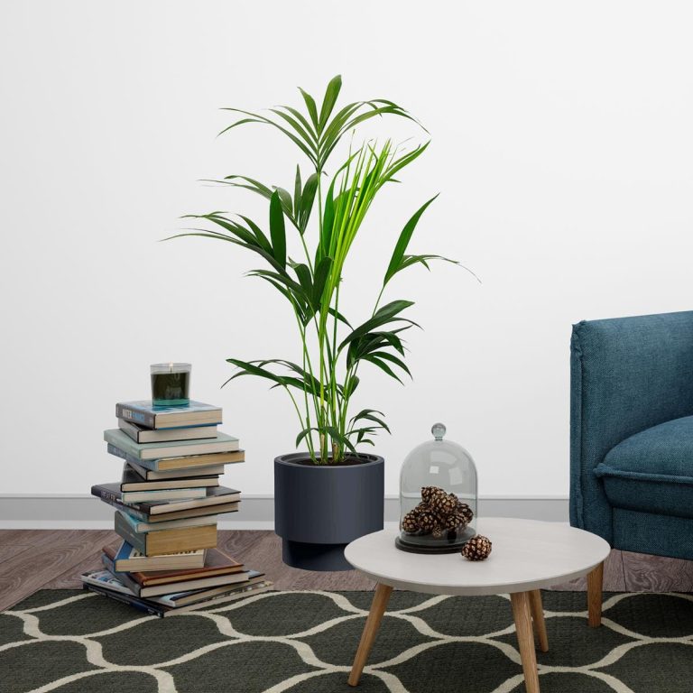 Palma kentia/howea (Howea) 100cm