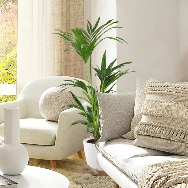 Palma kentia/howea (Howea) 100cm