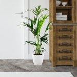 Palma kentia/howea (Howea) 100cm