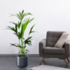 Palma kentia/howea (Howea) 90-100cm