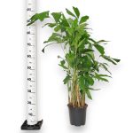 Kariota łagodna Palma Orzechowa (Caryota Mitis) 110cm