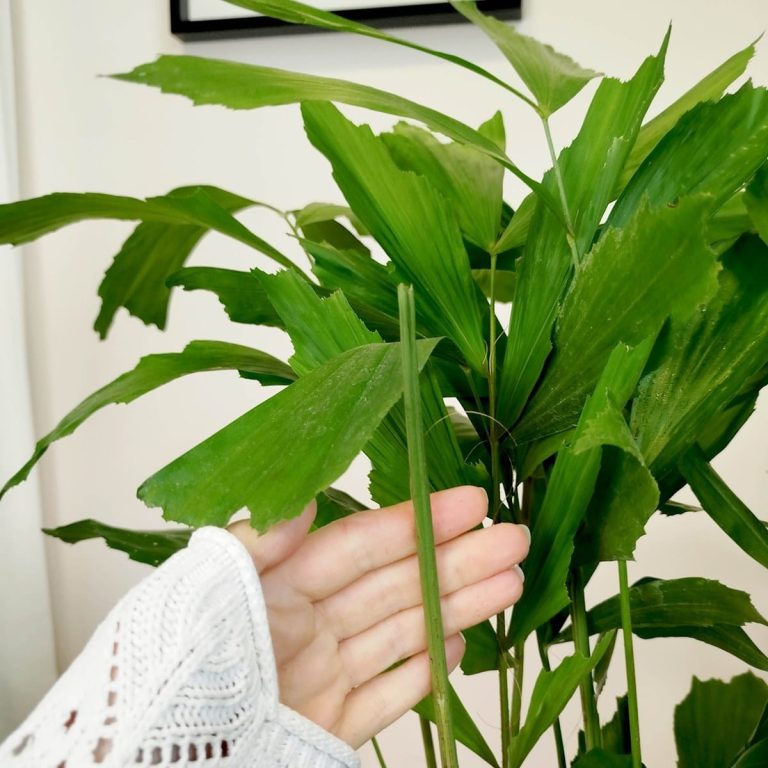 Kariota łagodna Palma Orzechowa (Caryota Mitis) 110cm