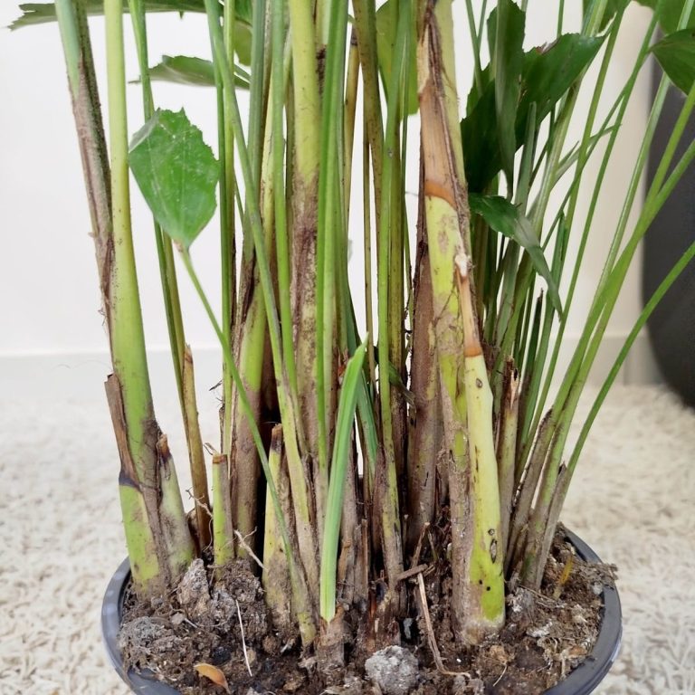 Kariota łagodna Palma Orzechowa (Caryota Mitis) 110cm