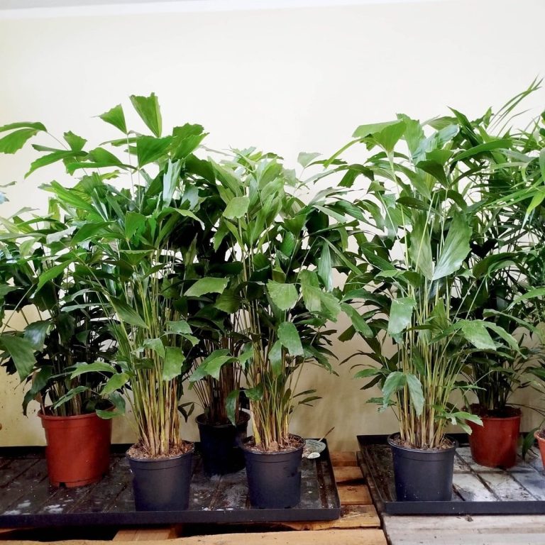 Kariota łagodna Palma Orzechowa (Caryota Mitis) 110cm