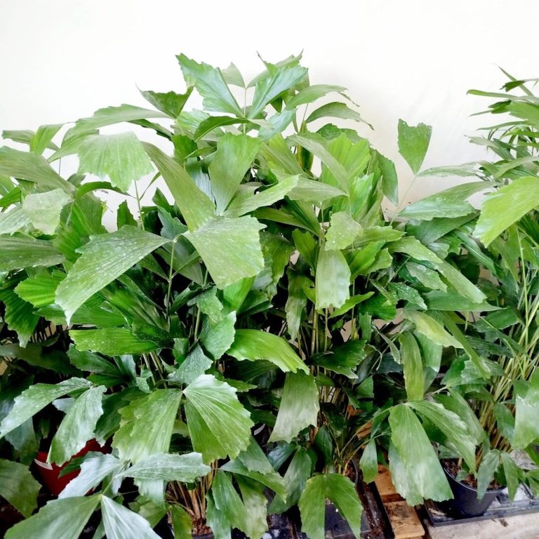 Kariota łagodna Palma Orzechowa (Caryota Mitis) 110cm