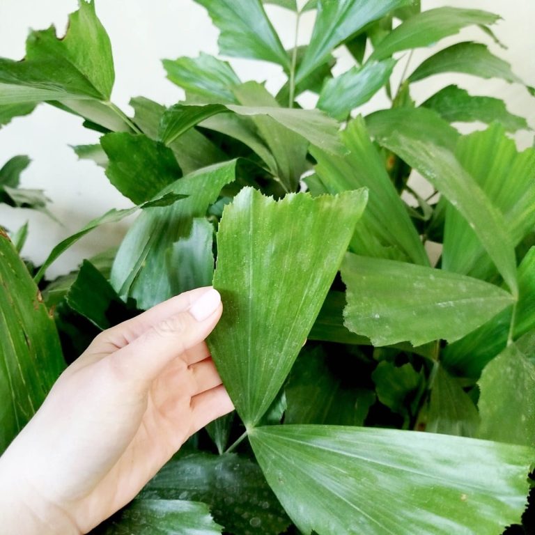 Kariota łagodna Palma Orzechowa (Caryota Mitis) 110cm