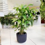 Kariota łagodna Palma Orzechowa (Caryota Mitis) 110cm