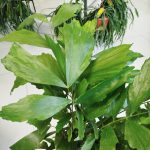 Kariota łagodna Palma Orzechowa (Caryota Mitis) 110cm