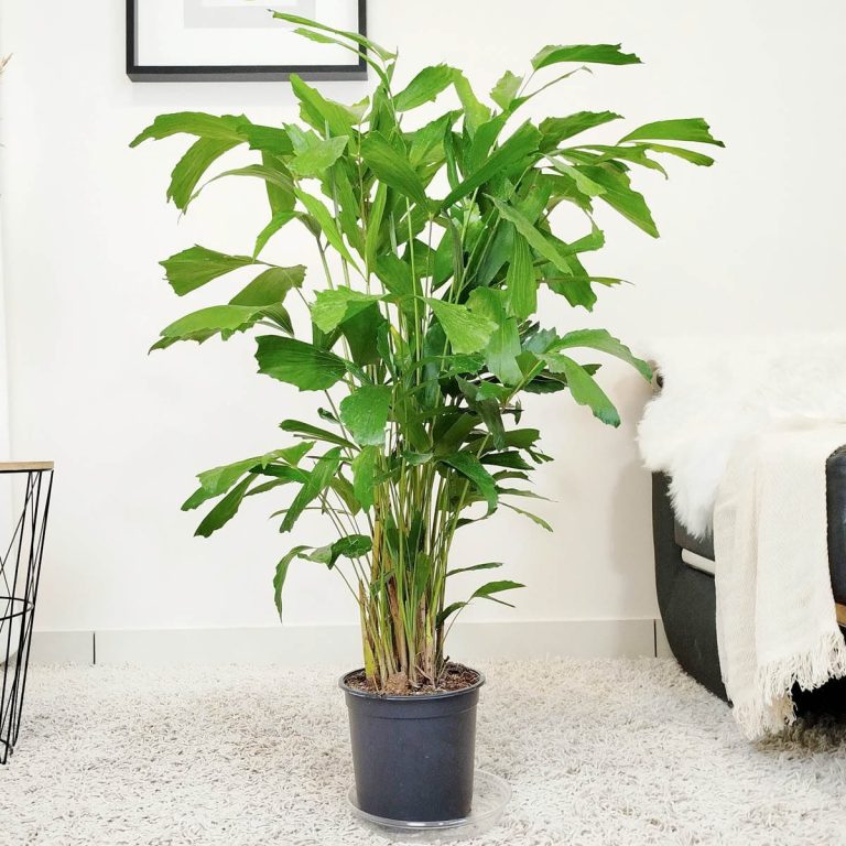 Kariota łagodna Palma Orzechowa (Caryota Mitis) 110cm