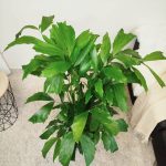 Kariota łagodna Palma Orzechowa (Caryota Mitis) 110cm