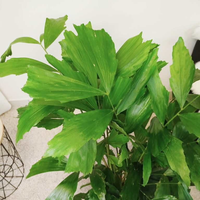 Kariota łagodna Palma Orzechowa (Caryota Mitis) 110cm