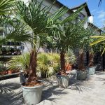 Palma szorstkowiec ( Trachycarpus Fortunei) 190cm