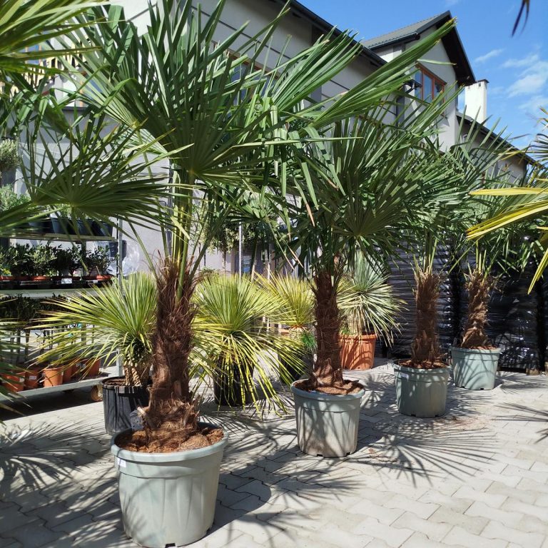 Palma szorstkowiec ( Trachycarpus Fortunei) 190cm