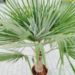 Palma szorstkowiec ( Trachycarpus Fortunei) 190cm