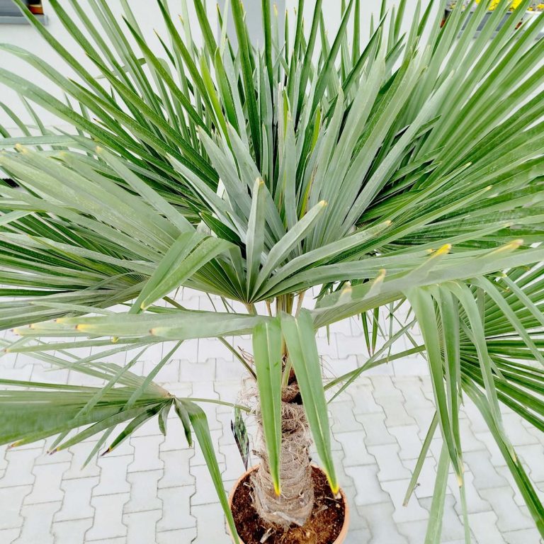 Palma szorstkowiec ( Trachycarpus Fortunei) 190cm
