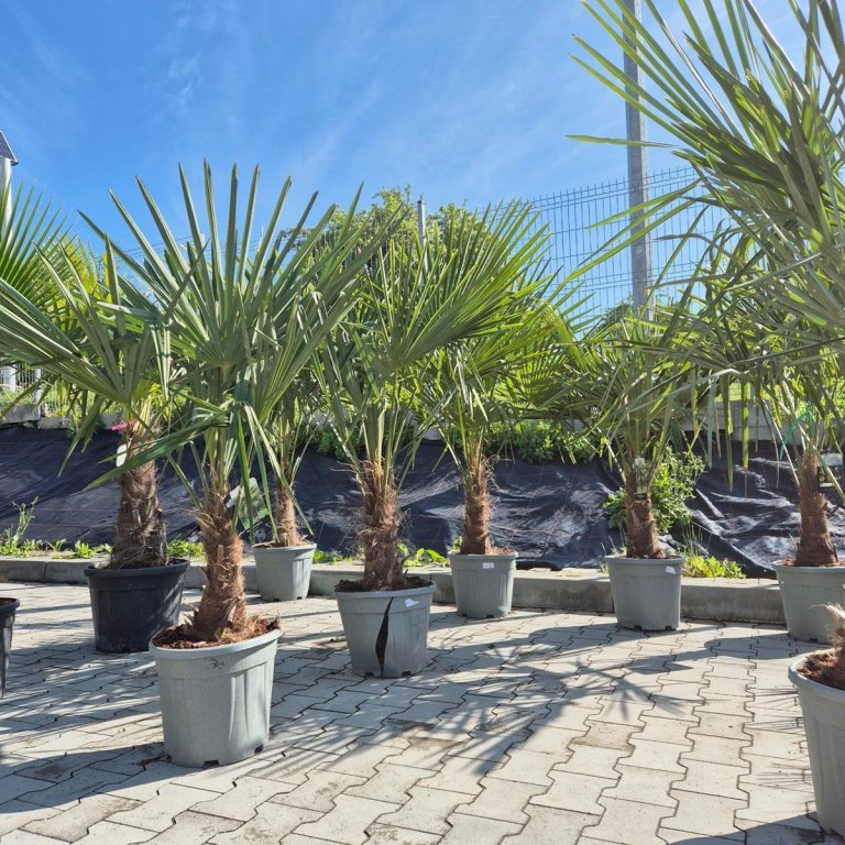 Palma szorstkowiec (Trachycarpus Fortunei) 160cm