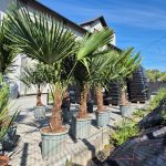 Palma szorstkowiec (Trachycarpus Fortunei) 160cm