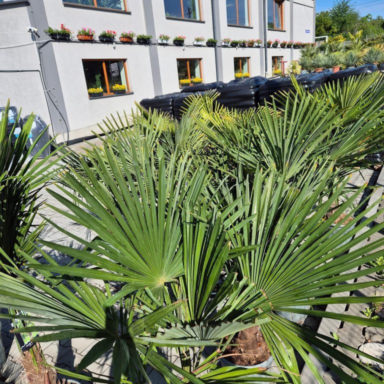 Palma szorstkowiec (Trachycarpus Fortunei) 160cm