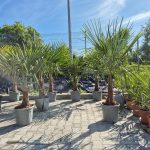 Palma szorstkowiec (Trachycarpus Fortunei) 160cm