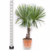 Palma szorstkowiec (Trachycarpus Fortunei) 150-160cm