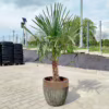 Palma szorstkowiec (Trachycarpus Fortunei) 150-160cm
