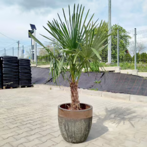 Palma szorstkowiec (Trachycarpus Fortunei) 150-160cm