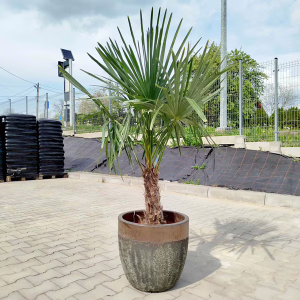 Palma szorstkowiec (Trachycarpus Fortunei) 150-160cm