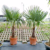 Palma szorstkowiec (Trachycarpus Fortunei) 150-160cm