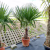 Palma szorstkowiec (Trachycarpus Fortunei) 150-160cm