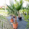 Palma szorstkowiec (Trachycarpus Fortunei) 150-160cm