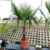 Palma szorstkowiec (Trachycarpus Fortunei) 150-160cm