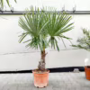 Palma szorstkowiec (Trachycarpus Fortunei) 150-160cm