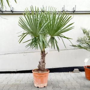 Palma szorstkowiec (Trachycarpus Fortunei) 150cm