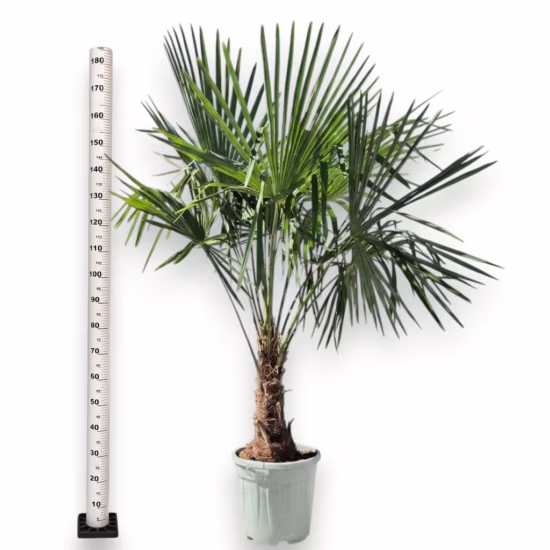 Palma szorstkowiec (Trachycarpus Fortunei) 180-200cm