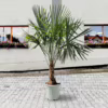 Palma szorstkowiec (Trachycarpus Fortunei) 180-200cm