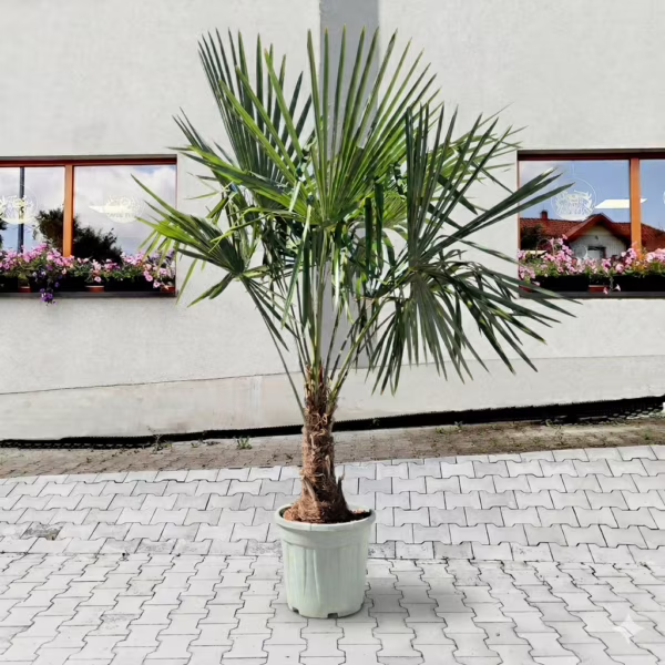 Palma szorstkowiec (Trachycarpus Fortunei) 180-200cm