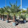 Palma szorstkowiec (Trachycarpus Fortunei) 180-200cm
