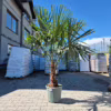 Palma szorstkowiec (Trachycarpus Fortunei) 180-200cm