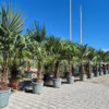 Palma szorstkowiec (Trachycarpus Fortunei) 180-200cm