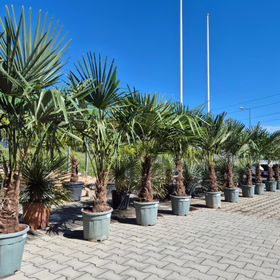 Palma szorstkowiec (Trachycarpus Fortunei) 180-200cm