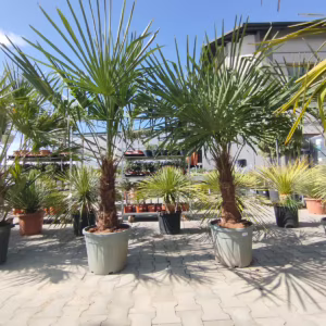 Palma szorstkowiec (Trachycarpus Fortunei) 180-190cm