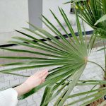 Palma szorstkowiec ( Trachycarpus Fortunei) 190cm