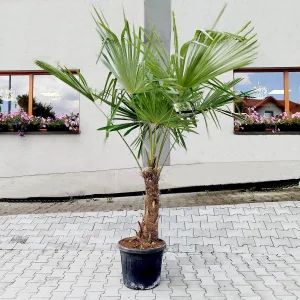 Palma szorstkowiec (Trachycarpus Fortunei) 210cm