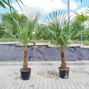 Palma szorstkowiec (Trachycarpus Fortunei) 200-220cm